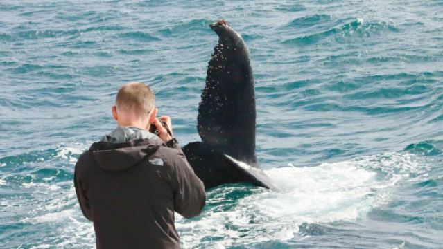 Augusta: Whale Watching Tour