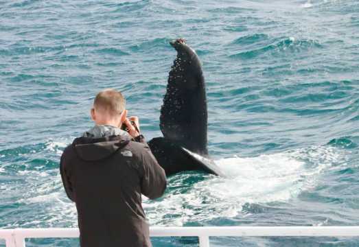 Augusta: Whale Watching Tour AUD 104.91