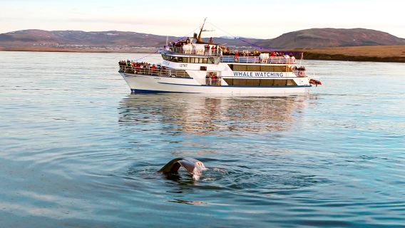 Pakej Melihat Paus di Iceland ala Hua Shao & Tonton Semula Jika Tidak Nampak|Panduan audio dalam bahasa Cina/pengangkutan dalam bandar pilihan