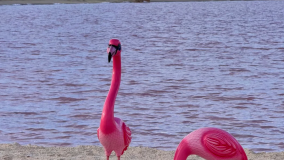 メキシコ：カンクン ザ・コロラダス＋フラミンゴ保護区ワンデーツアー【専用車送迎＆行程調整可能】