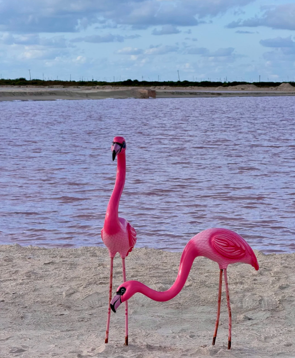 Messico: tour di un giorno al Lago Rosa di Cancun e alla riserva dei fenicotteri [trasporto privato e itinerario flessibile]