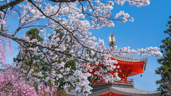 ออกเดินทางจากโอซากะ: ทัวร์ 1 วัน เซโกะทสึทสึมิ + วัดเซนโฮจิ นิชิยามะ + วัดโชโฮจิ โอฮาราโนะ + วัดโชจิจิ