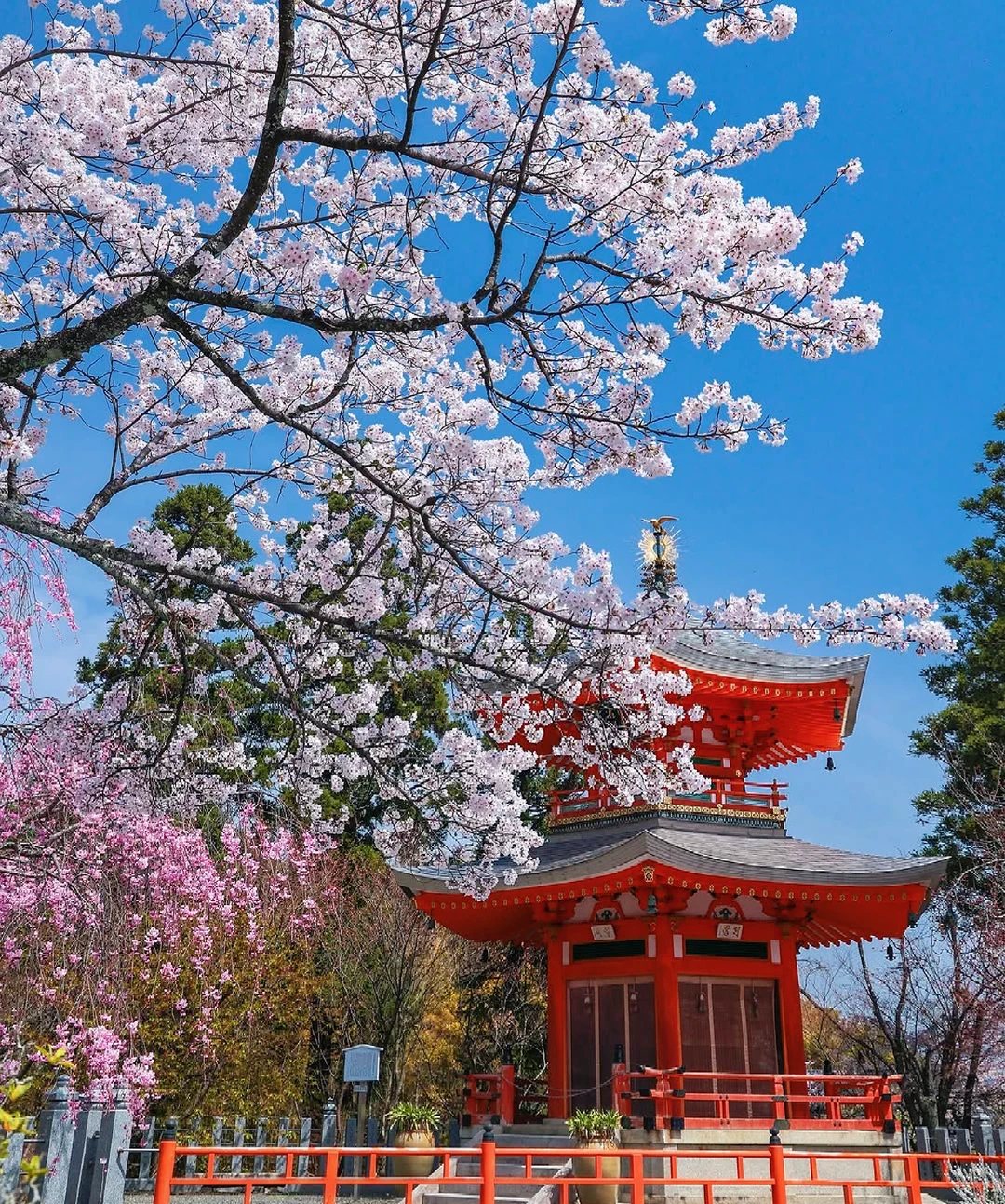 Partenza da Osaka: tour di un giorno a Seiryu-ji, Zenpo-ji Nishiyama, Shoho-ji Oharano e Shoju-ji