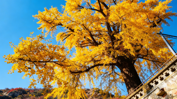 丹東大孤山一日遊【獨立包車+丹東市區酒店上門接送】