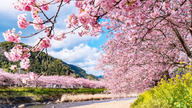 Early Cherry Blossom Special 1-Day Tour in Izu: Kawazu Cherry Blossom Festival + Shuzenji Onsen + Izu Fruit Park