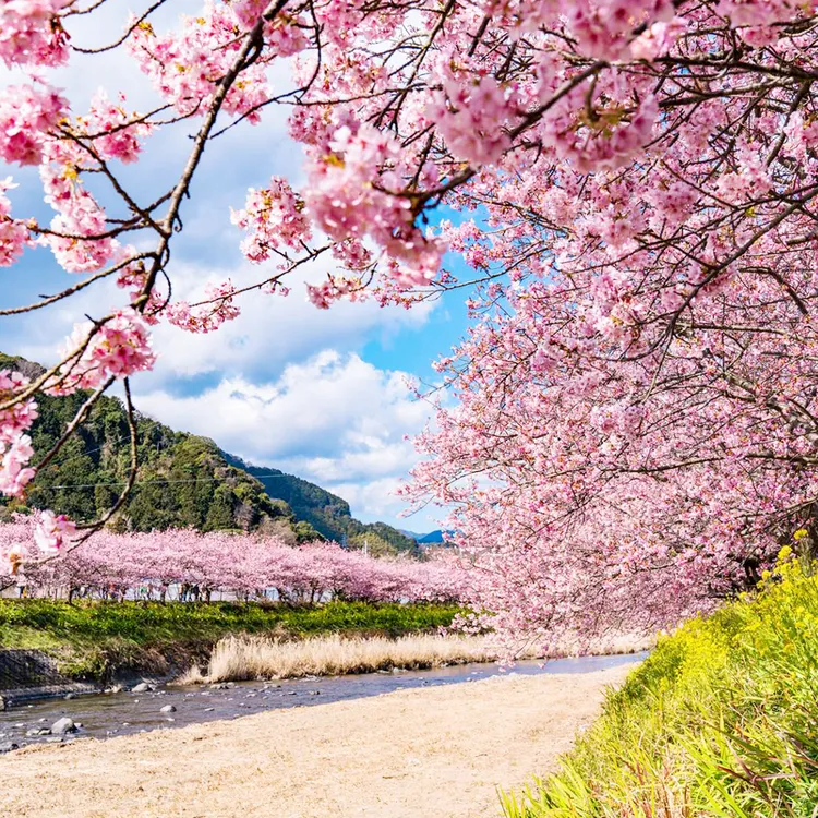 Early Cherry Blossom Special 1-Day Tour in Izu: Kawazu Cherry Early Cherry Blossom Special 1-Day Tour in Izu: Kawazu Cherry
