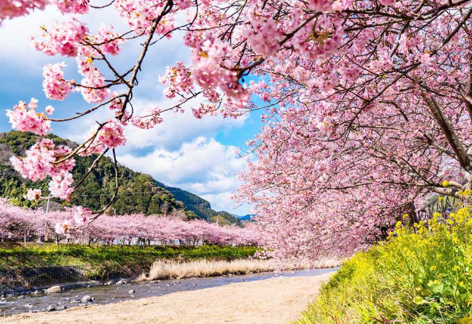 Early Cherry Blossom Special 1-Day Tour in Izu: Kawazu Cherry