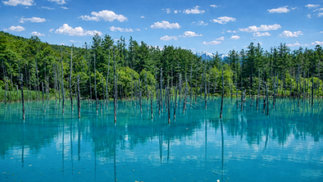 Hokkaido Biei: Furano Panoramic Flower Gardens Shikisai-no-oka & Shirogane Blue Pond (Aoiike) & Christmas Tree 1-day Tour with Chinese/English Guide