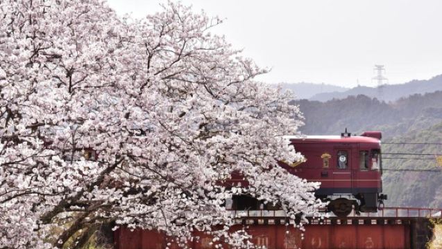 Lawatan Sehari Kereta Api Pelancongan "Spirited Away" | Kereta Api Aka Matsu Tango Ā· Amanohashidate Ā· Pelayaran | Berlepas dari Osaka