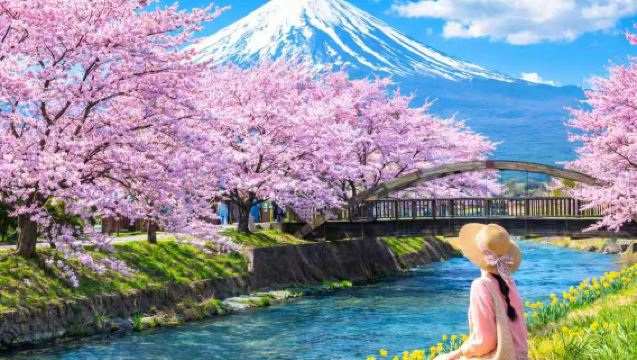 후지산 시즌 한정 벚꽃 일일 투어 | 가와구치호 · 야마나카호 · 로손 · 히카와 시계점