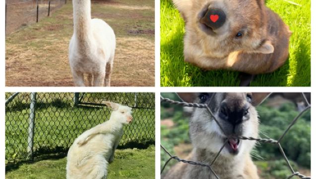 1-day tour to Canberra + Parliament House + Mint in Sydney, Australia with optional zoo visit