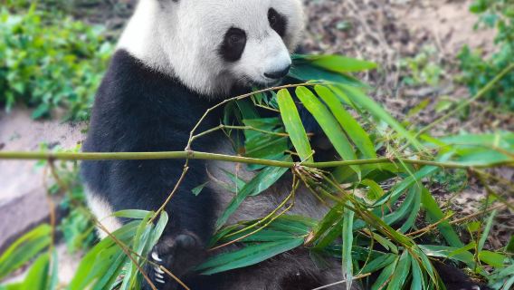 Visite privée d'une journée du musée de Chengdu, du zoo de Chengdu et de la route de Chunxi