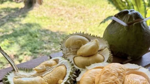 檳城浮羅山背榴槤園 +牧羊場 +巴都丁宜沙灘日落煙火秀一日遊 檳城浮羅山背榴槤園 +牧羊場 +巴都丁宜沙灘日落煙火秀一日遊