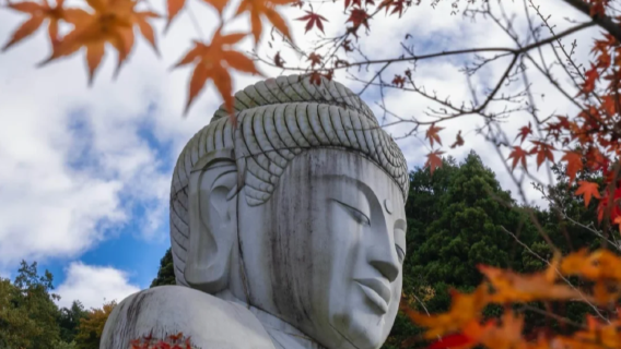 [ช่วงฤดูใบไม้ร่วง·กลุ่มเล็ก 9 คน] ทัวร์ 1 วัน ภูเขาโยชิโนะ · วัดสึโบซากะ · สวนสาธารณะนาระ ชมกวาง