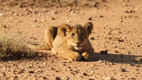 Kruger Park Full Day Safari From Hoedspruit