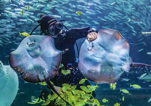 COEX Aquarium水族館門票
