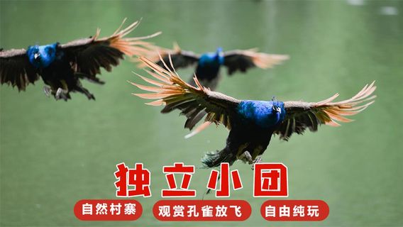 景洪