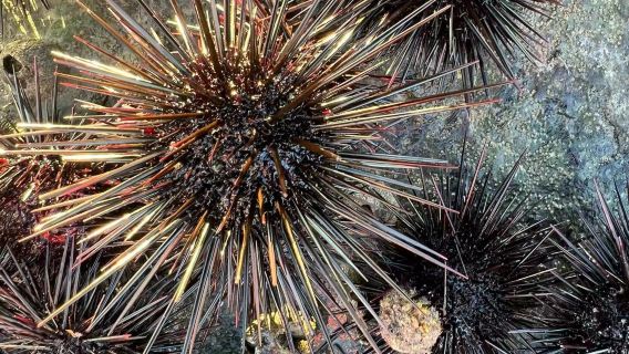 福建福州平潭島漁民體驗觀公鐵大橋【可選海上魚排/趣逗河豚/海釣趕海/夜賞藍眼淚/燈捕小管/親子網紅打卡】