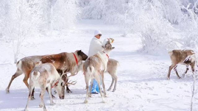 Changbai Mountain Xianfeng Snow Ridge/Laolike Lake/Reindeer Park 1-day tour