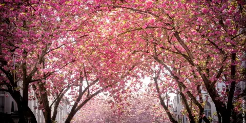 波恩藝術博物館+萊茵休閑公園+貝多芬故居+櫻花街包車一日