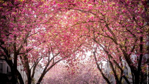 Germany + Bonn Art Museum + Rhine Leisure Park + Beethoven's House + Cherry Blossom Street one-day tour