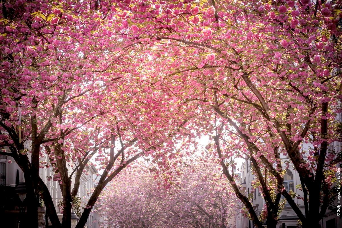 ทัวร์ 1 วัน เยอรมนี + พิพิธภัณฑ์ศิลปะบอนน์ + สวนสาธารณะไรน์ + บ้านเบโธเฟน + ถนนซากุระ