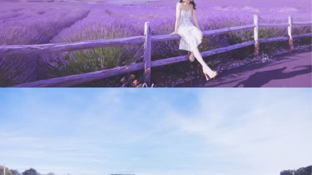 紐約長島薰衣草花田與折扣狂歡|薰衣草農場+長島唐格奧特萊斯