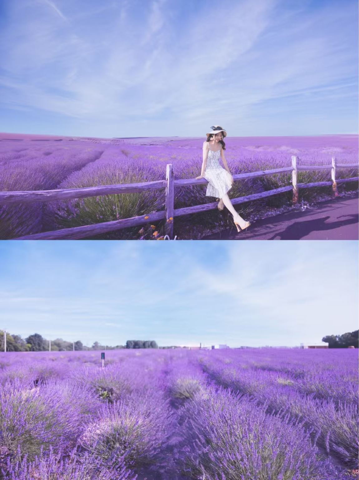 紐約長島薰衣草花田與折扣狂歡|薰衣草農場+長島唐格奧特萊斯