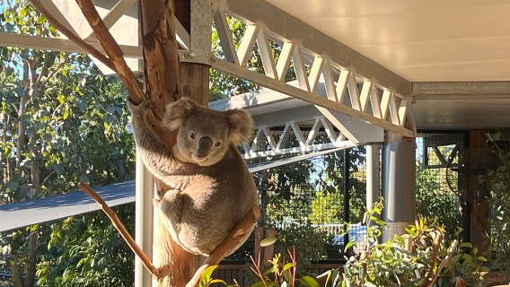 Lawatan sehari di Sydney, Australia: Lanshan + Zoo