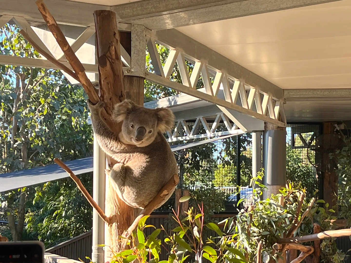 1-Day Sydney Tour: Blue Mountains + Zoo