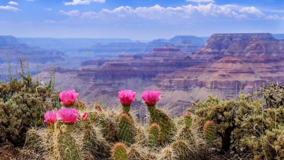 Las Vegas: tour del Grand Canyon West Rim con Skywalk e pranzo