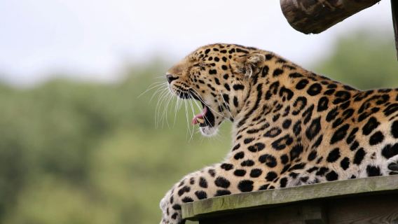 Da Nairobi: Safari di gruppo di 3 giorni e 2 notti al Masai Mara