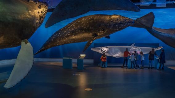 Reykjavik : billet d'entrée au musée des baleines d'Islande