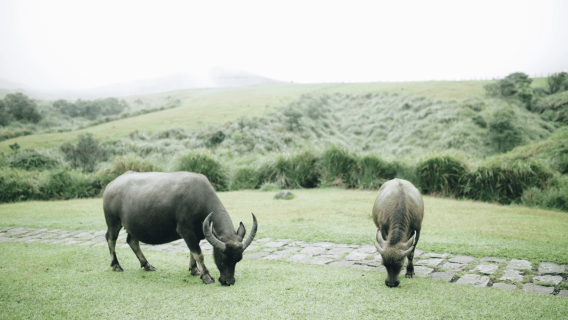 ไทเป: ทัวร์ครึ่งวันอุทยานแห่งชาติหยางหมิงซาน