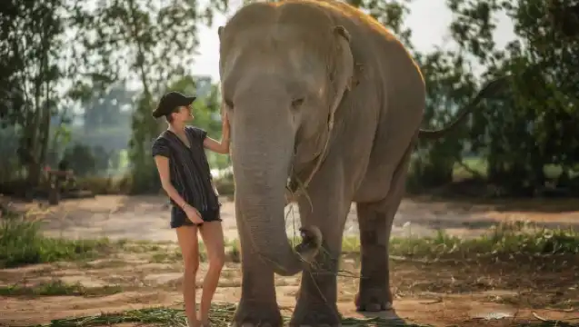 芭達雅：大象叢林保護區餵食體驗