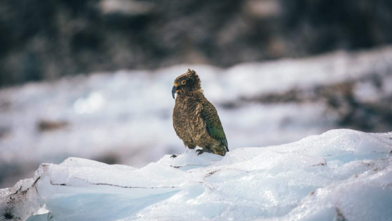 Ледник Франца-Иосифа – однодневный тур из Крайстчерча (отправление из Франца-Иосифа)