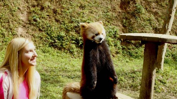 Cuidador de panda rojo de Dujianyan + estatua de panda gigante + santuario de pandas + pueblo de Kung Fu Panda