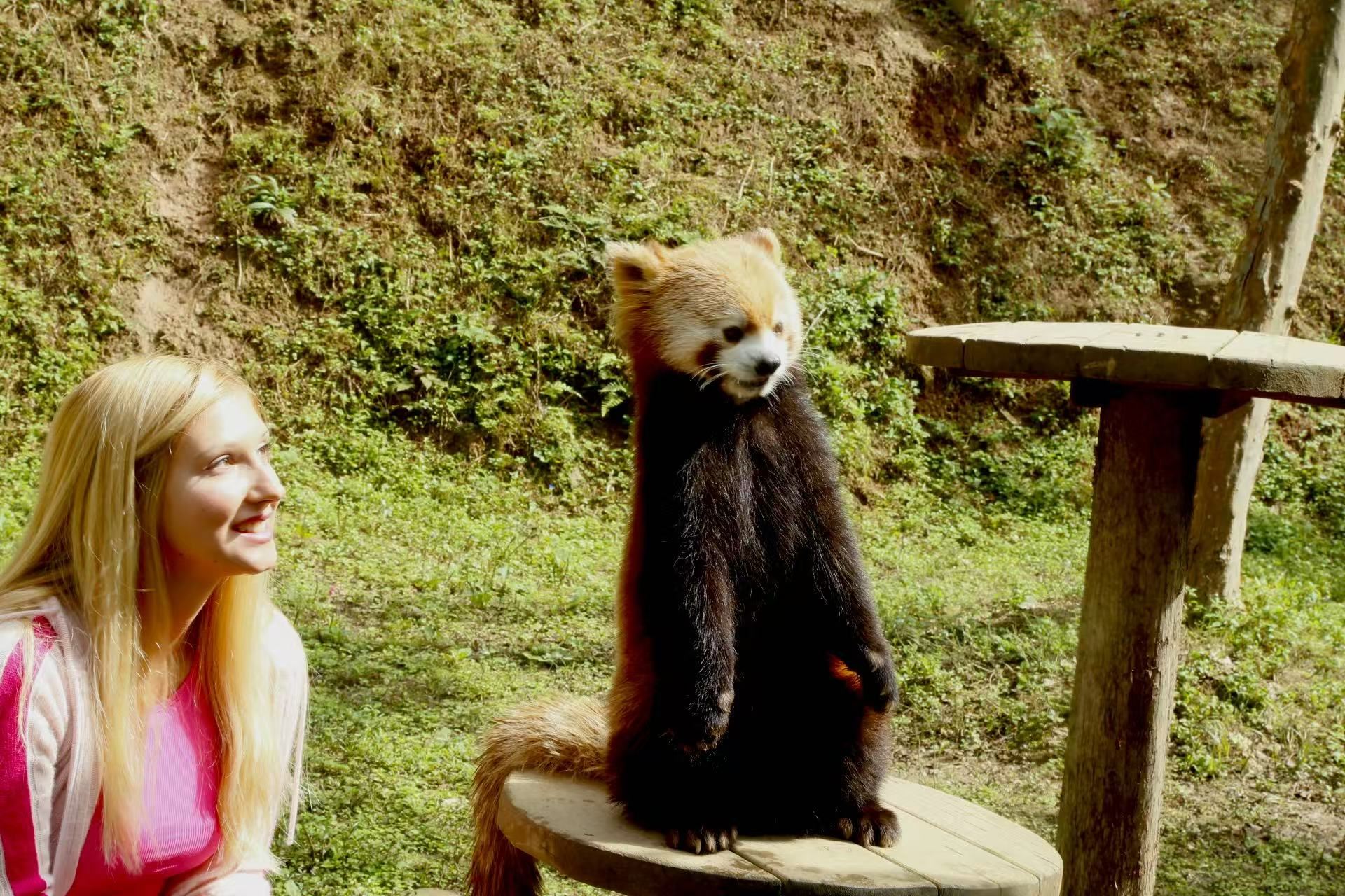 Dujianyan Red Panda keeper hold red panda take picture +Panda sanctuary Day tour 