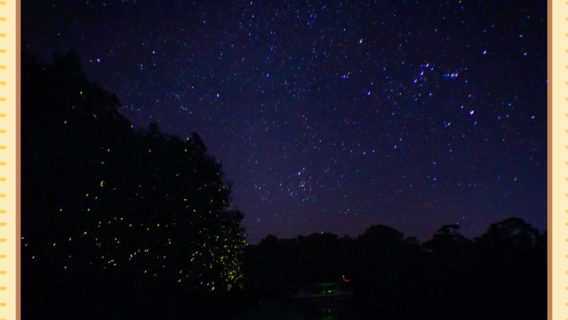 Semporna: Hành trình giao hưởng rừng ngập mặn, đom đóm, đưa đón & bữa tối