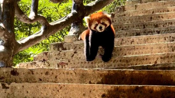 瓦屋山秋景一日遊