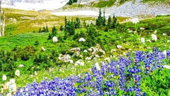 西雅圖 煤氣廠公園-派克市場-哥倫比亞觀景台-太空針塔一日遊