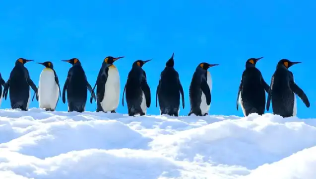 北海道旭川市旭山動物園一日遊 包括動物園門票|森林精靈露台|白鬚瀑布