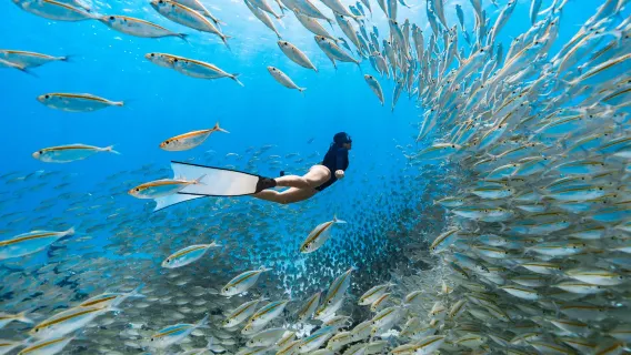 1 Tag Tauchen mit Gerätetauchen/Schnorcheln auf den Inseln Racha Yai und Racha Noi in Phuket, Thailand [Erlebnis-Tauchen für Anfänger|Professionelle Chinesisch- und Englischlehrer