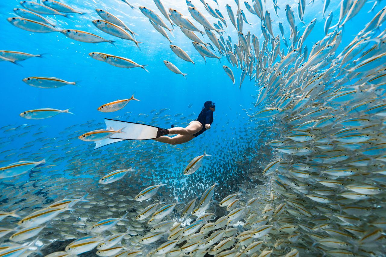 Thailandia Phuket, Isole Racha Noi + Racha Yai, immersione subacquea certificata/snorkeling di 1 giorno [immersione subacquea per principianti assoluti|Allenatore professionista di cinese e inglese