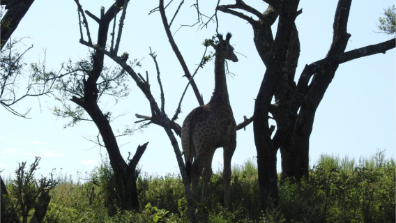 南非德班經典一日遊：海底隧道+衝浪海灘+草原 Safai