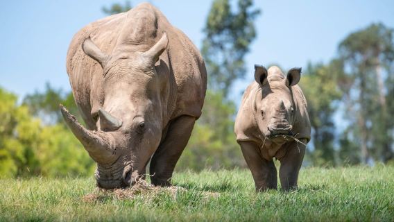 From Brisbane: Australia Zoo & Coastal Delights