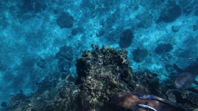 Lawatan Sehari Menangkap Udang Karang Malam di Fiji (Tempahan Minimum 2 Orang)