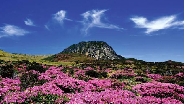 濟州島西南線一日遊｜門票全含｜漢拿山國立公園+橘子咖啡+追海豚｜純玩