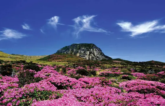 濟州島西南線一日遊｜門票全包｜漢拿山國立公園+橘子咖啡+追海豚｜純玩