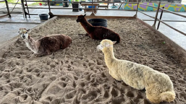 Tagesausflug zur Alpaka-Farm Desaru + Glühwürmchen + Obstgarten | Inklusive Ticket [Abfahrt von Johor Bahru]